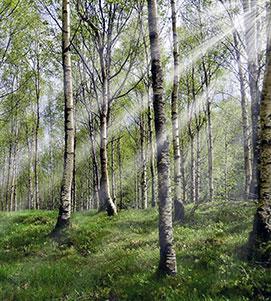 Koivuinen metsämaisema